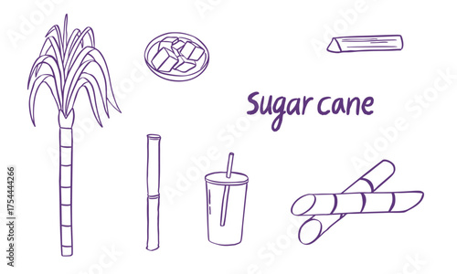 sugar cane doodle hand drawn sketch illustration collection set