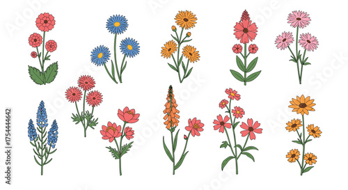 Charming collection of hand-drawn wildflowers in vibrant colors
