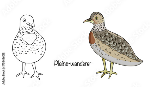 Plains-wanderer