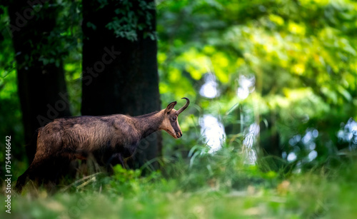 Mountain chamois on a rubble autumn field of the Luzickych Mountains.