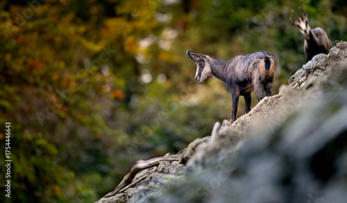 Mountain chamois on a rubble autumn field of the Luzickych Mountains.