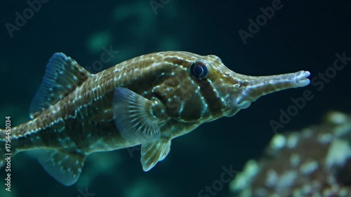 Wallpaper Mural Close-up of a Pipefish with intricate patterns in dark water Torontodigital.ca