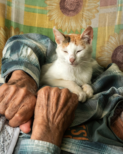 An adorable cat sleeping peacefully, nestled safely in the loving, tender hands of an elderly man