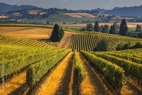Willamette Valley Vineyards: Colorful Rows of Agriculture in Dundee, Oregon Landscape