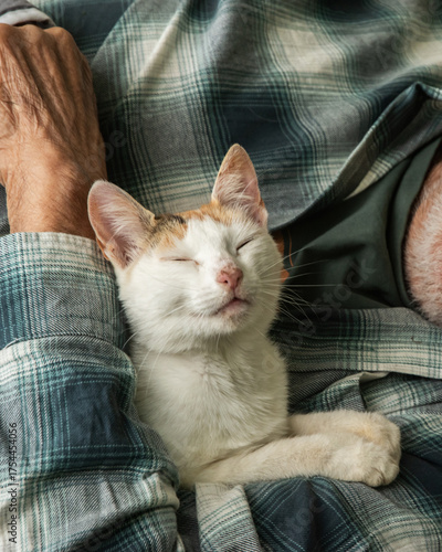 An adorable cat sleeping peacefully, nestled safely in the loving, tender hands of an elderly man