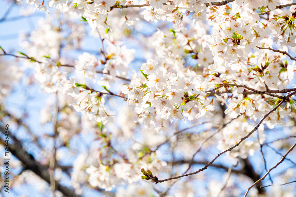 Obraz premium Cherry Blossoms in Full Bloom / 満開の桜のクローズアップ