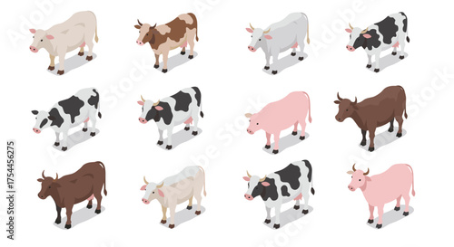 Isometric farm cows set: various colors and patterns in 3d style