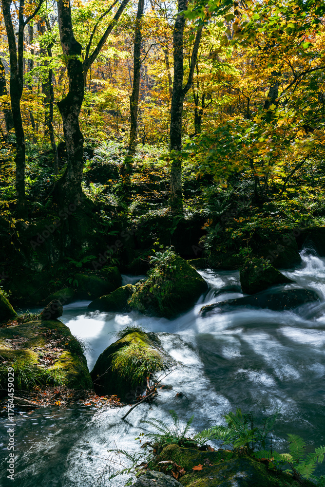 Obraz premium Soft sunlight filters through autumn leaves above the flowing waters of Oirase Gorge, Japan, creating a tranquil contrast of light, shadow, and motion.