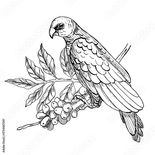 A parrot on a coffee tree branch. A realistic coffee-themed vector illustration for product design, apparel printing, posters, and interior design.