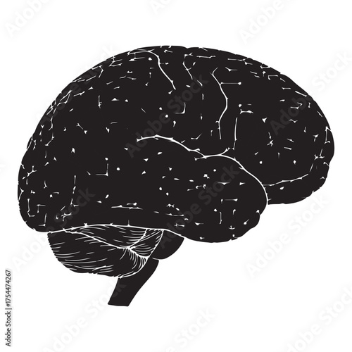 Detailed silhouette of a human brain, showcasing its complex structure and representing intelligence, thought, and the power of the mind, isolated on white background
