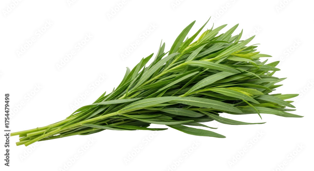 Fototapeta premium Isolated Tarragon sprig, fresh flavoring ingredient for cooking culinary herbal recipes