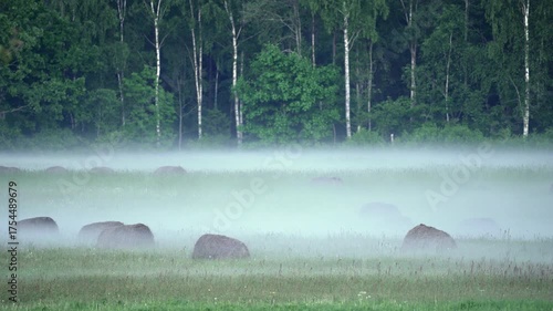Romantic landscape. Mowed meadow with hay bales in the morning mist.