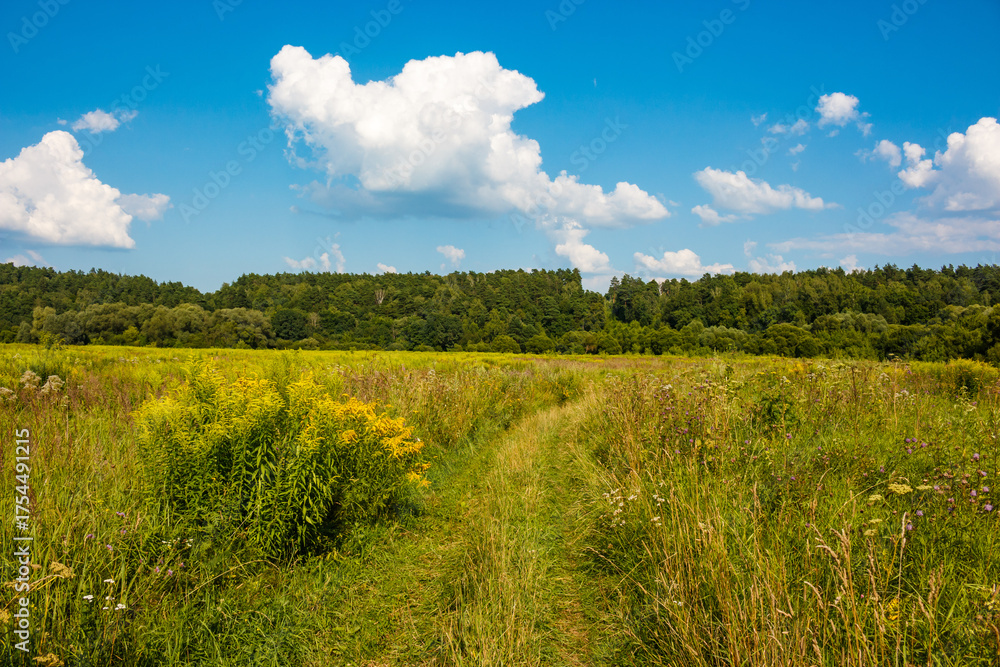 Fototapeta premium Winding dirt track through a vibrant meadow with goldenrod under a vast blue sky, hints of a dense forest beyond