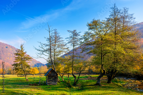 serene countryside landscape among transcarpathia hills. colorful deciduous trees on a lush green meadow under blue sky. beautiful view of a place in ukraine on a sunny october morning © Pellinni
