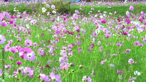 風に揺れるたくさんのコスモス