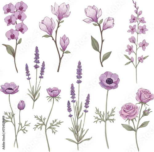 Create a Floral botanical set with purple and pink flowers on tall stems, watercolor isolated design elements, delicate plants for invitation or greeting cards, wallpapers or nature. vector art.