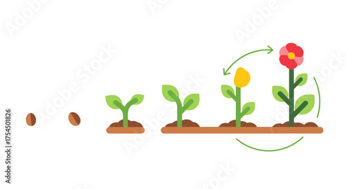 Plant life cycle stages from seed to flowering plant growth process.