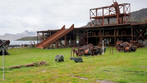 Two seals chase each other across green grass near old whaling equipment in Grytviken, South Georgia Islands. Nature and history meet in this remote polar setting.