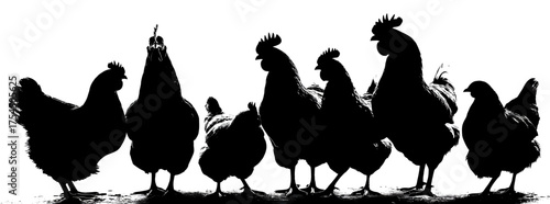 A line of fowl silhouetted in black against a bright white background, capturing their form