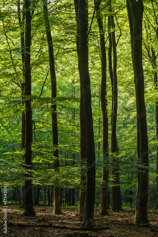 Fototapeta premium Sunlight filters through the lush green forest canopy