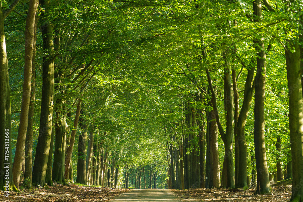 Obraz premium Sunlight filters through a lush green forest canopy