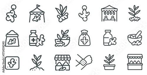 Ginger and herb linear icons set – outline, spice, herbal treatment symbols