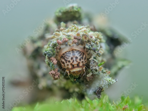 Bagworm on the moss