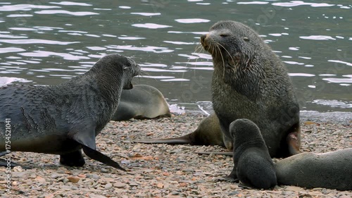 Seals and pups rest on South Georgia Islands coast with ice chunks in the water, as two roar at each other in a wild scene.