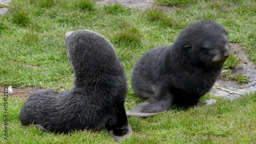 Two fluffy seal pups rest adorably on grass at South Georgia Islands coast, showcasing their charm in a natural setting.