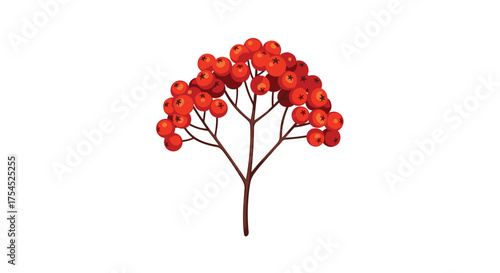 Close up of a bright red cluster of berries on a thin branch.