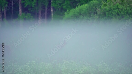 Roe deer, Capreolus capreolus, in the morning mist in an overgrown meadow. Summer landscape with meadow, forest and mist.