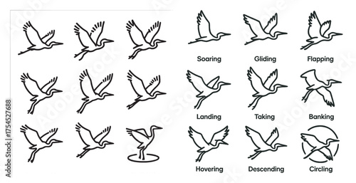 Bird silhouette icons set – outline, line, avian and flight symbols