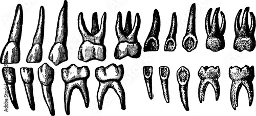 Human tooth chart teeth. The chart of human teeth vector illustration. human tooth anatomy chart, diagram teeth illustration. 