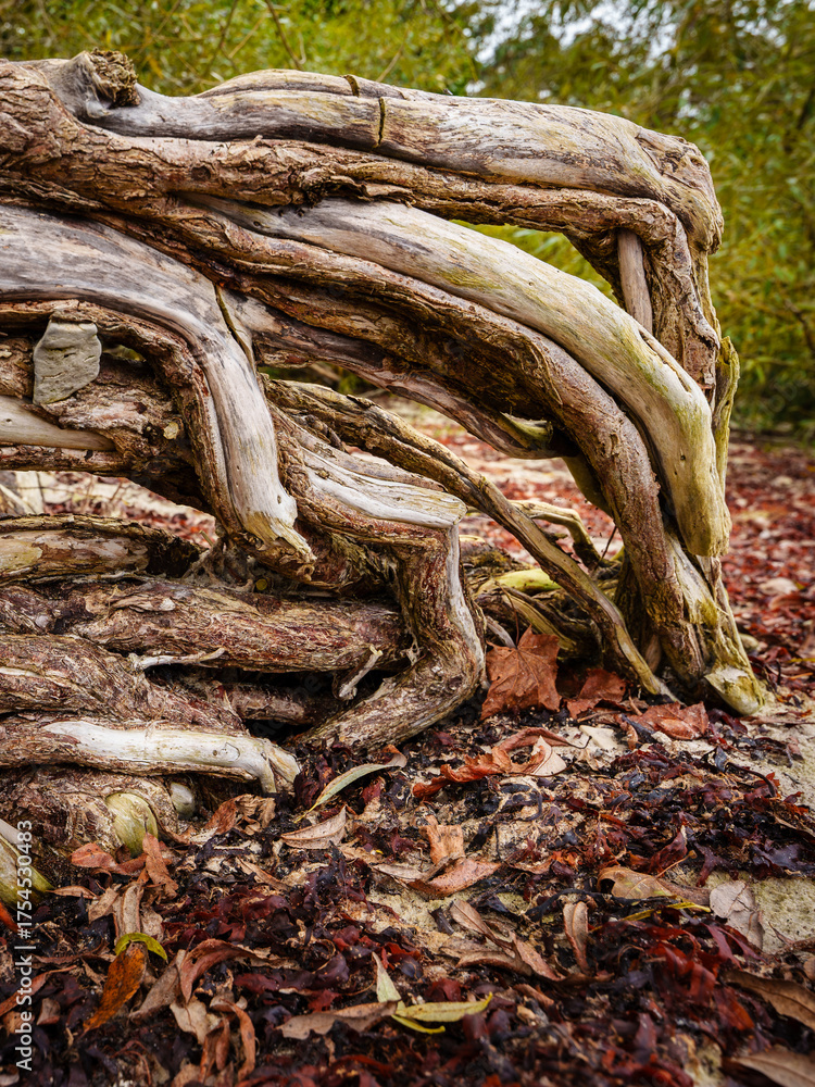Fototapeta premium tangled dead trees