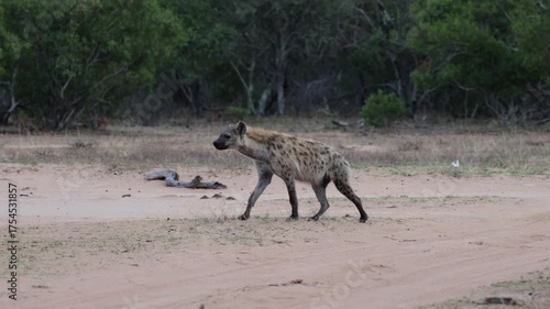  A Spotted hyena walking across the road