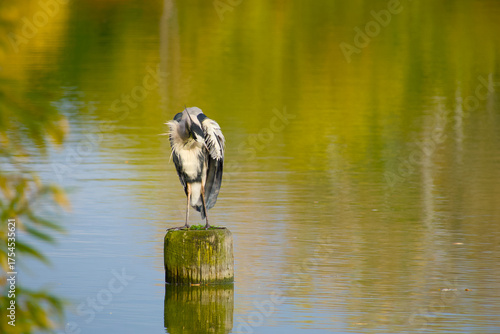 Grey heron preening feathers on wooden post with autumn-colored water reflections