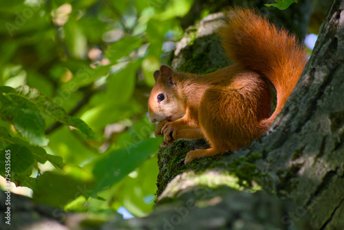 Red squirrel holding walnut on tree