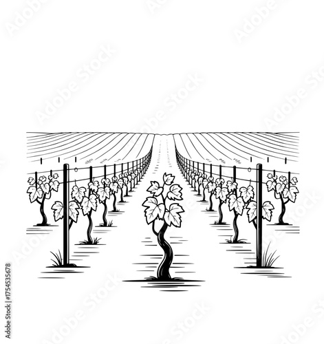 Vineyard landscape sketch. Hand-drawn vintage vector illustration. Rows of vineyard grape plants and winery farmhouse on the background in graphic style landscape engraving.	