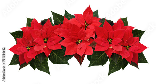 Red poinsettia flowers in a...