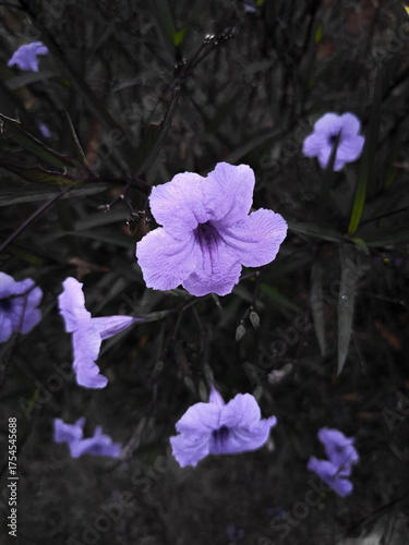 Beautiful purple Ruellia flowers captured in selective color style, with soft petals standing out vividly against a muted background. A perfect shot of natural beauty and calm
