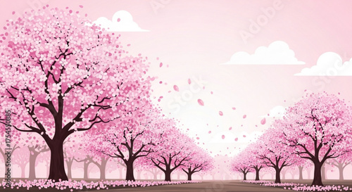 Avenue of cherry blossom trees in full bloom with pink petals falling down