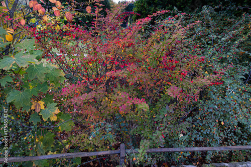 Red berries and leaves on a bush