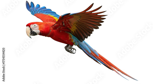 Isolated Scarlet Macaw in flight, vibrant plumage, avian beauty, tropical bird, graceful wings