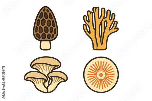 Collection of various edible wild mushrooms including Morel, Coral, and Oyster fungi