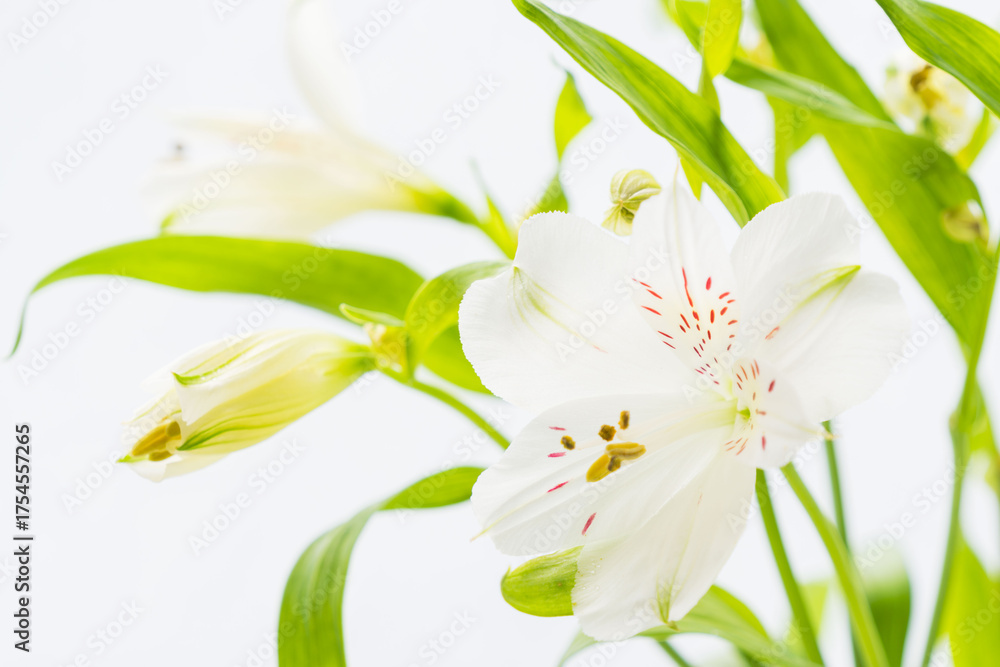 Fototapeta premium アルストロメリアの白い花を白背景で撮影14