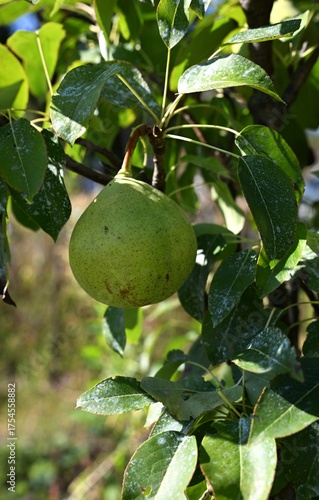 Top-view composition showing chemical-free fruits and berries. Represents sustainable and eco-friendly methods of food cultivation
