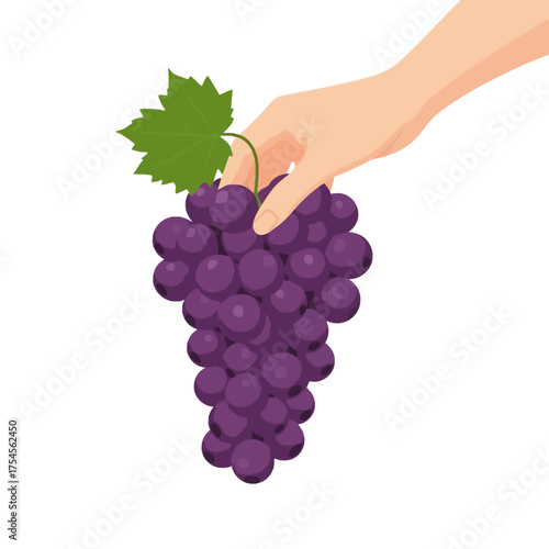 Hand holding a luscious bunch of fresh purple grapes, a healthy and delicious snack