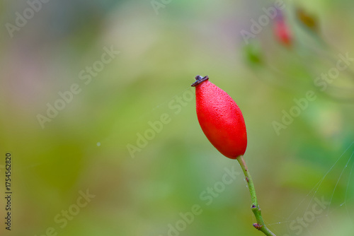 Wallpaper Mural Close-up of red rose hip berry with dew drops on twig in autumn misty morning Torontodigital.ca