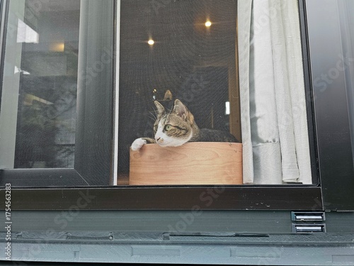 A tabby cat rests its head on a ledge, gazing out through a window screen. This candid photo captures a peaceful moment of feline contemplation and serene observation in a cozy home.