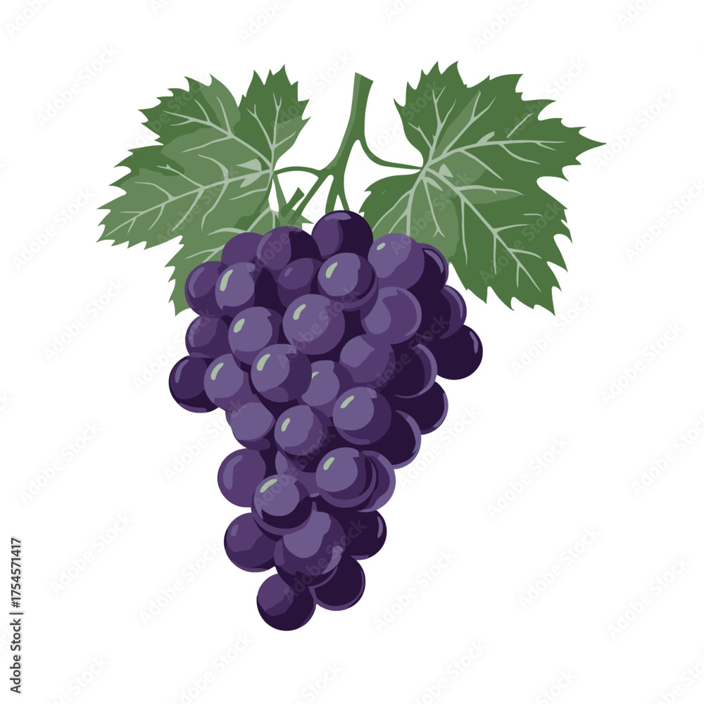 Fototapeta premium Vibrant cluster of fresh purple grapes with leaves, a detailed vector artwork